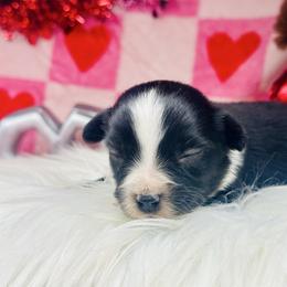 Ace - Black tri male Miniature Australian Shepherd puppy in Wauchula, Florida from Sun & Moon Aussies