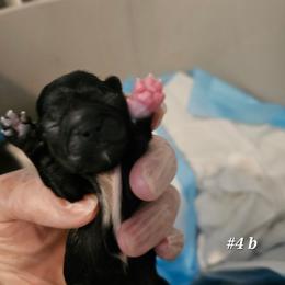 4th born boy - Black and white male Shih Tzu puppy in Havelock, North Carolina from Sugar Paws Heavenly Shih Tzu’s