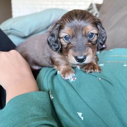 Boy 1 - Chocolate and tan male Dachshund puppy in Mather, California from English Cream Doxies