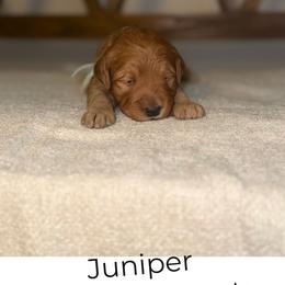 Juniper - Red  female Goldendoodle puppy in Layton, Utah from Gracious Doodle Dogs