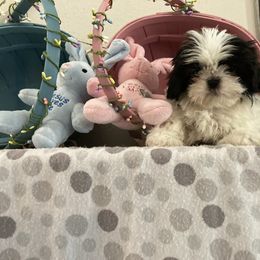 Shih Tzu Puppies from Little Lions West