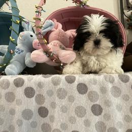 Shih Tzu Puppies from Little Lions West