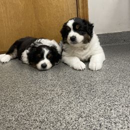 Australian Shepherd Puppies from Wild Atlantic  Aussies