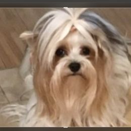Sugar or Sugar-Bear - Yorkshire Terrier