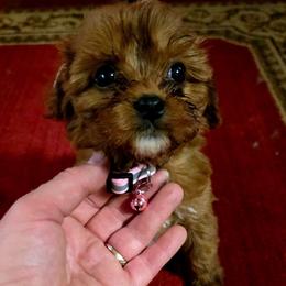 Scarlet - Red female Cavapoo puppy in Arkansas from Brew House