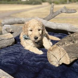 Summit - Yellow and white male Bernedoodle puppy in Yarnell, Arizona from Boulder Mountain Doodles