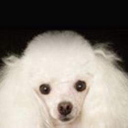 de de - Poodle
