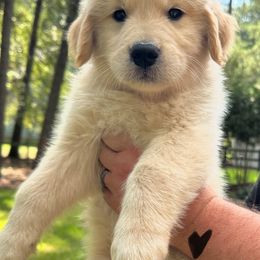 Boy (Black) - Golden male Golden Retriever puppy in Harlem, Georgia from Aveline Goldens