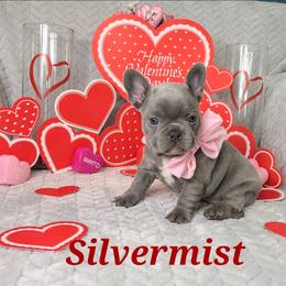 French Bulldog Puppies from JOLYNN Mecham