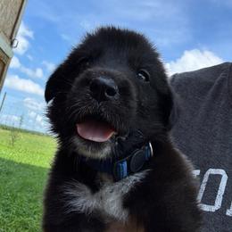 Boy 4 Wrangler blue collar - Black male Anatolian Pyrenees puppy in Clifton, Illinois from Mcginnis Guardian Dogs