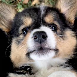 Pembroke Welsh Corgis from Blue Crush Corgis