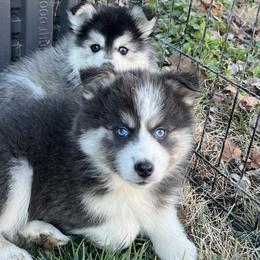 Anna - Blue female Pomsky puppy in Henderson, Kentucky from Paris Pomskies