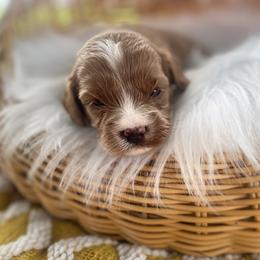 Cavapoo and Goldendoodle Puppies from French Creek Doodles