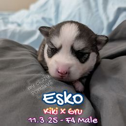 Esko F4 Male - Black and white male Pomsky puppy in Hurleyville, New York from My Crazy Pomskys