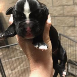 Boy 4 - Boxer puppy in Henderson, Tennessee from Vom Broadvalley