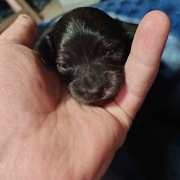 Brindle Female 2 - Brindle female Dachshund puppy in Macon, Missouri from Angelic Doxies