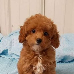 Havapoo Puppies from HopplevalleyPTA...(Puppies To Adore)