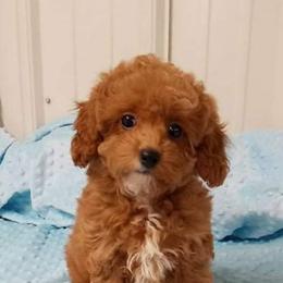 Havapoo Puppies from HopplevalleyPTA...(Puppies To Adore)