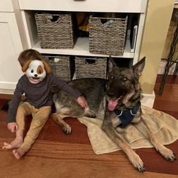 Shelby - Sable female German Shepherd puppy in Oakland, Oregon from VHM German Shepherds