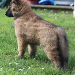 Belgian Tervuren Puppies from Bab Hanna