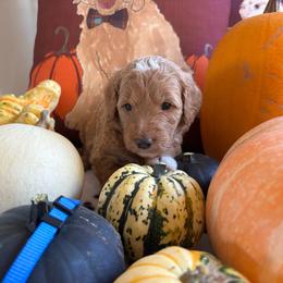 Maple - Red  male Goldendoodle puppy in Chino Valley, Arizona from Bass Creek Doodles