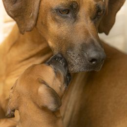 Rhodesian Ridgeback Puppies from Chicora Rhodesian Ridgebacks