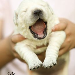 Golden Retriever Puppies from Gravitas Golden Retrievers