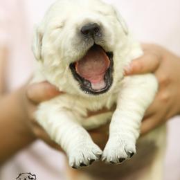 Golden Retriever Puppies from Gravitas Golden Retrievers