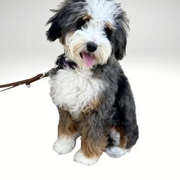 Bernedoodle and Cavapoo Puppies from Cascade Springs Doodles