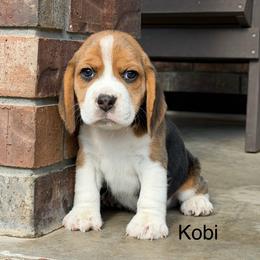 Kobi - Black tan and white male Beagle puppy in Mansfield, Missouri from Rippee Creek Kennel