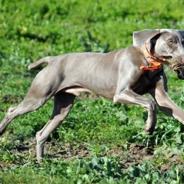 Weimaraner All Grown Up from Sun Colors Ranch