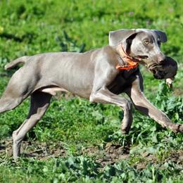 Weimaraner All Grown Up from Sun Colors Ranch