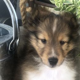 Girl 3 - Sable and white Shetland Sheepdog puppy in Knoxville, Illinois from Jo-C's Shelties