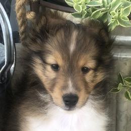 Girl 3 - Sable and white Shetland Sheepdog puppy in Knoxville, Illinois from Jo-C's Shelties