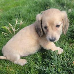Shaded cream black collar - Cream male Dachshund puppy in Klamath Falls, Oregon from Luvindoxys4u