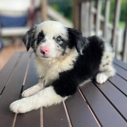 Bo - Blue merle male Miniature Australian Shepherd puppy in Alabama from SBA Aussies