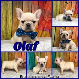 Bulldog Puppies from Bullberry Farm