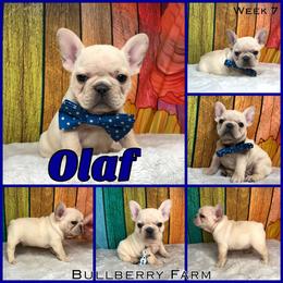 Bulldog Puppies from Bullberry Farm