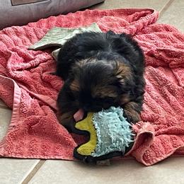 Nemo - Red and tan male Shih Tzu puppy in Spring, Texas from Precious Tzu Crew
