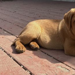 Labrador Retriever Puppies from Sunbrooke Acres