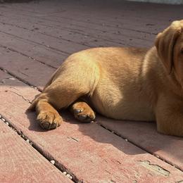Labrador Retriever Puppies from Sunbrooke Acres