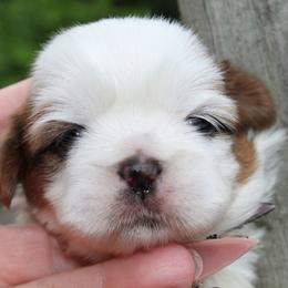 Peaches - Red and white female Shih Tzu puppy in Warren, Michigan from Danielle's Yorkie Babies