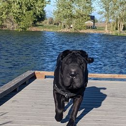 Chinese Shar-Pei All Grown Up from Eihpos Shar-Pei