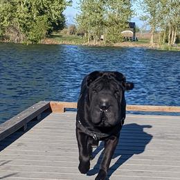 Chinese Shar-Pei All Grown Up from Eihpos Shar-Pei