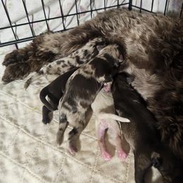 Merle boy 2 - Liver male Miniature Schnauzer puppy in Wahiawa, Hawaii from Versatile Ohana