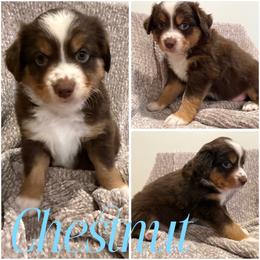 Chestnut - Red tri male Miniature Australian Shepherd puppy in Pinnacle, North Carolina from Higher Elevations Mini Aussies