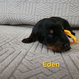 Eden - Black and rust female Doberman Pinscher puppy in Blanchester, Ohio from Battle Creek Dobermans
