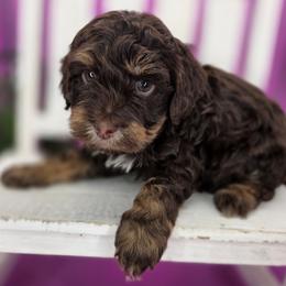 Hoppy - Phantom male Goldendoodle puppy in Decatur, Tennessee from Diamond's Doodles