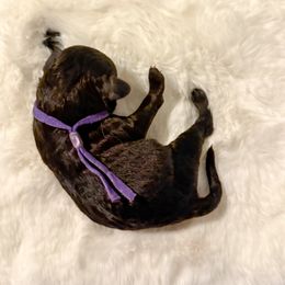 Goldendoodle Puppies from Desert Paws Doodles