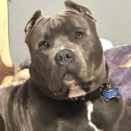 Boy-Tod - Blue American Bully puppy in Conroe, Texas from Titanium Kilo Kennels